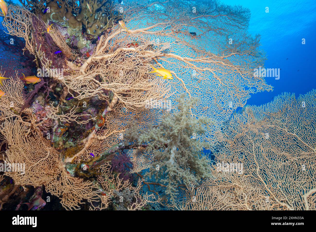 Egypt, Sharm El Sheikh, Giant Gorgonian, Sea Fan (Subergorgia hicksoni) Stock Photo