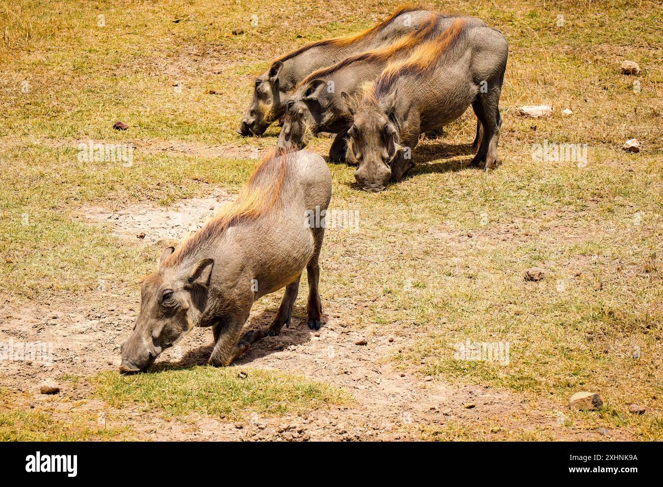 warthog, wild boar, africa, tanzania, deserts, pigs, warthogs, animals, safari, travel, pumba, timon and pumba, lion king, hairy, wild boar, sow, boar Stock Photo