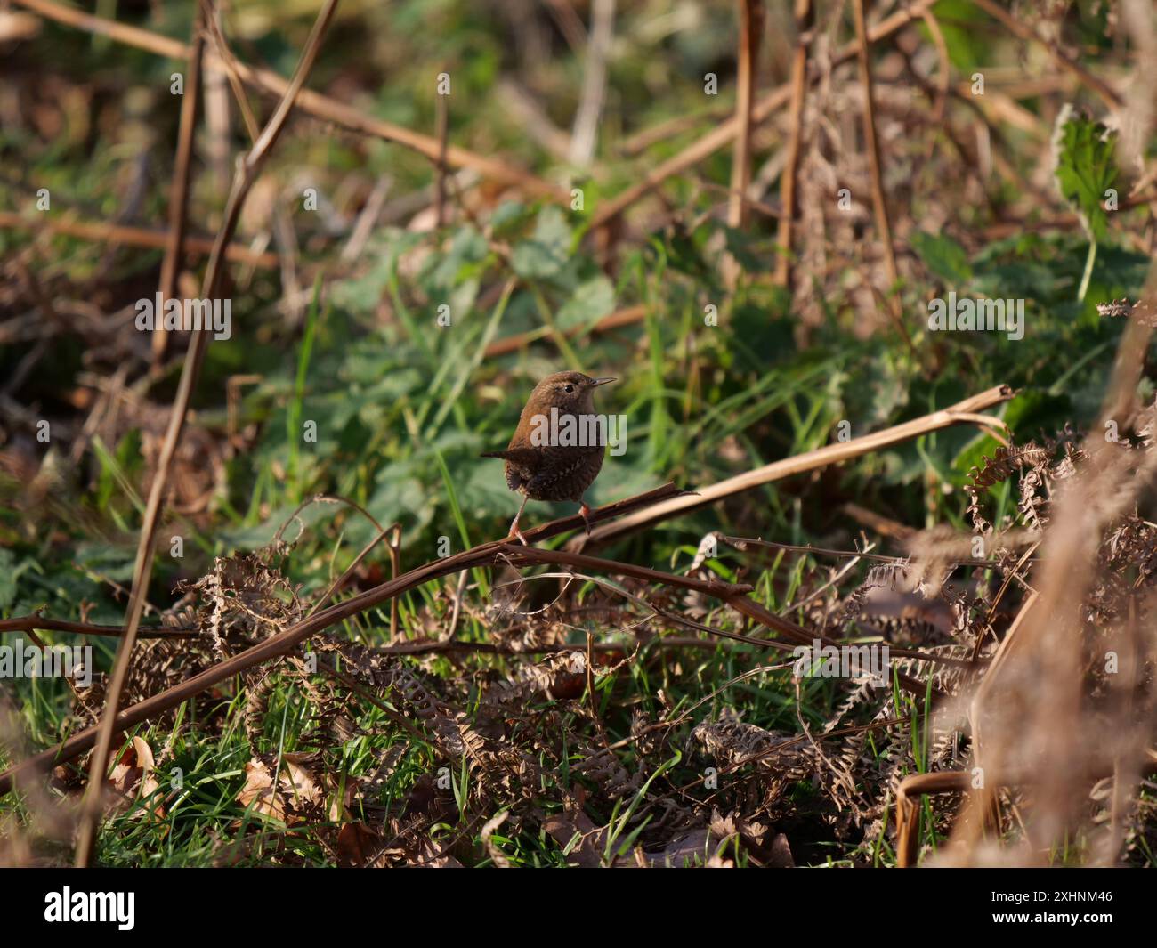 Wren perched in Bushy Park, London Stock Photo