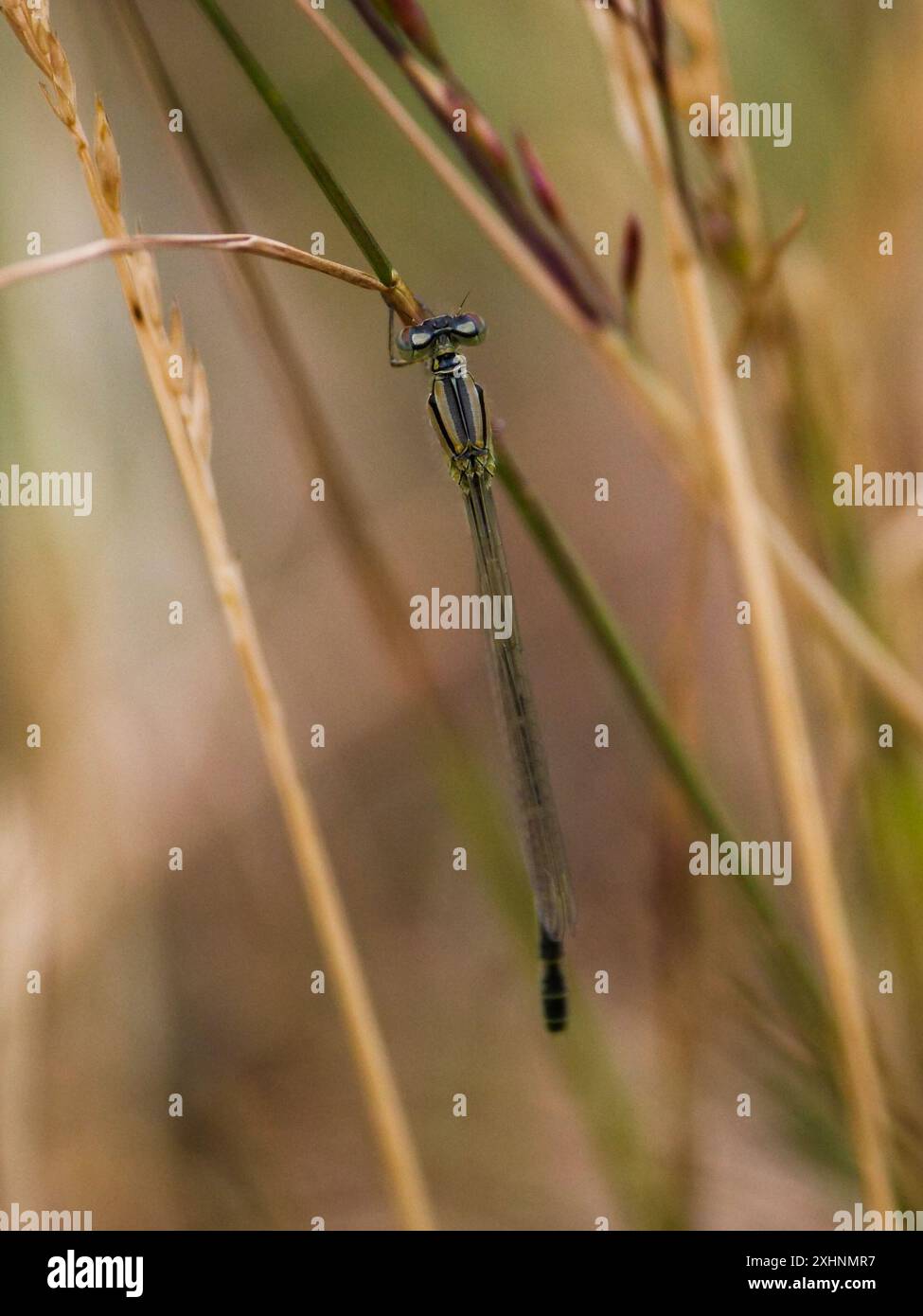 Damselfly on a stem of grass Stock Photo - Alamy