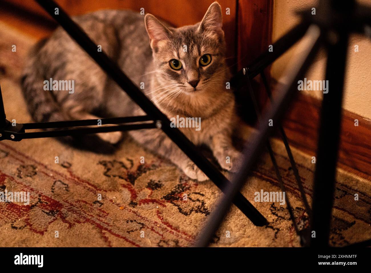 A grey cat sitting on a patterned rug looking at the camera with tripod legs in the foreground. Stock Photo