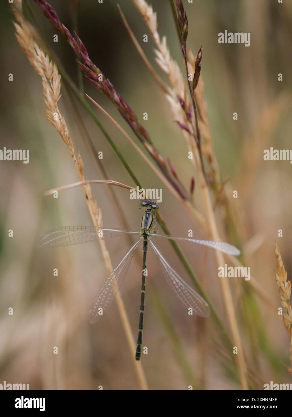 Damselfly on a stem of grass Stock Photo - Alamy