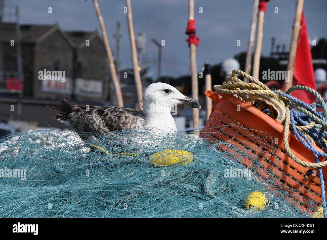 A juvenile gull waiting in the sunshine among nets and other fishing gear in the hope of a free meal in Newlyn harbour. Cornwall. Stock Photo