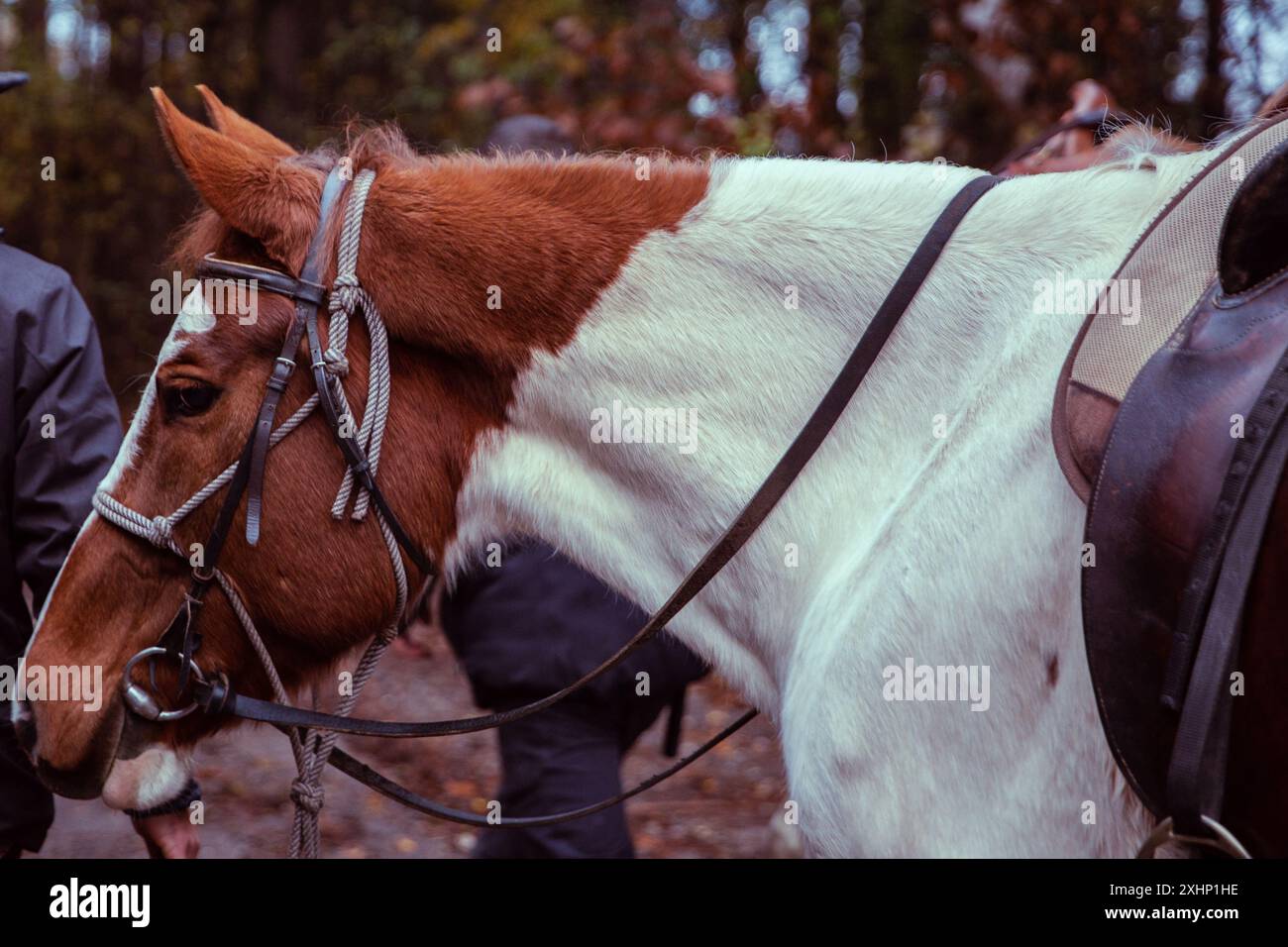 White and brown horse in the forest Stock Photo - Alamy