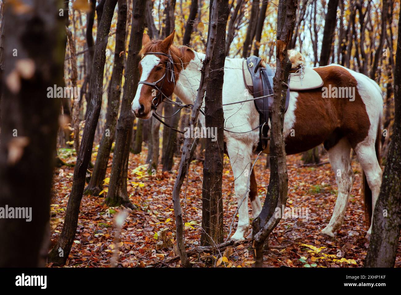 White and brown horse in the forest Stock Photo - Alamy