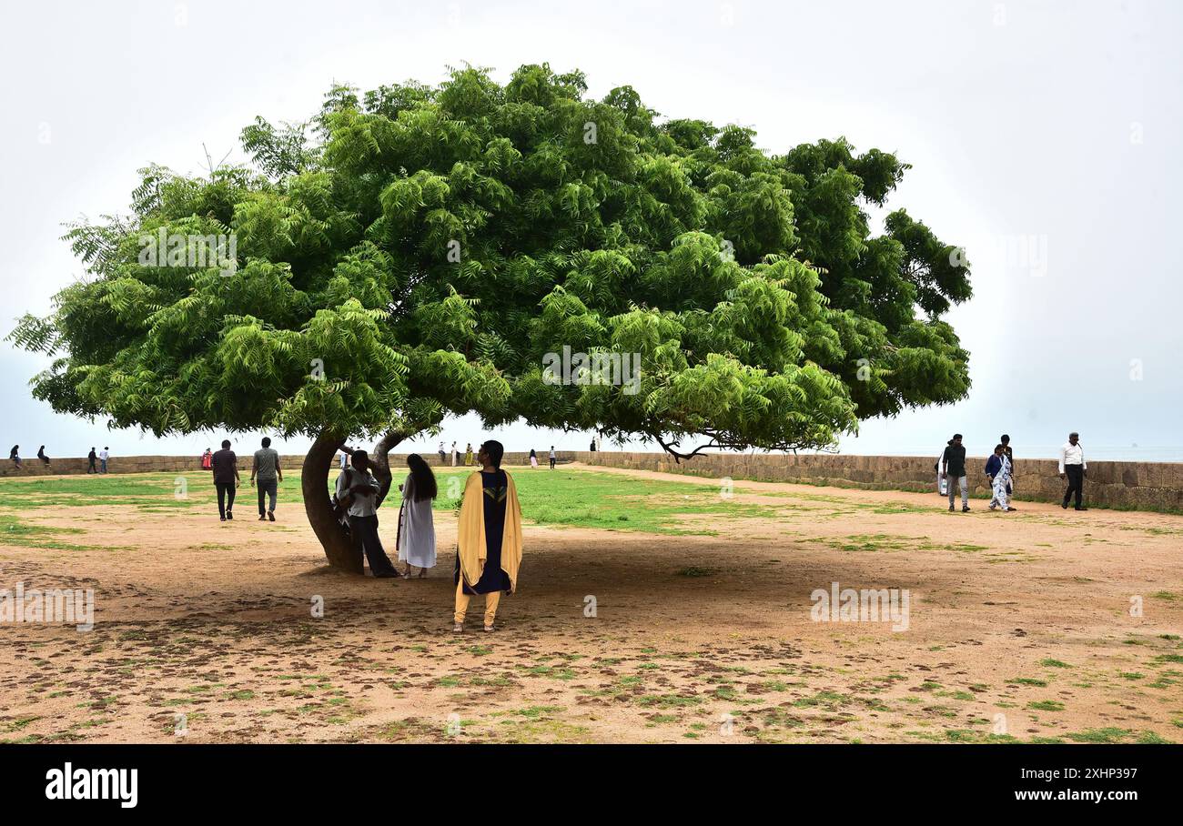 Beautiful shaped tree hi-res stock photography and images - Alamy