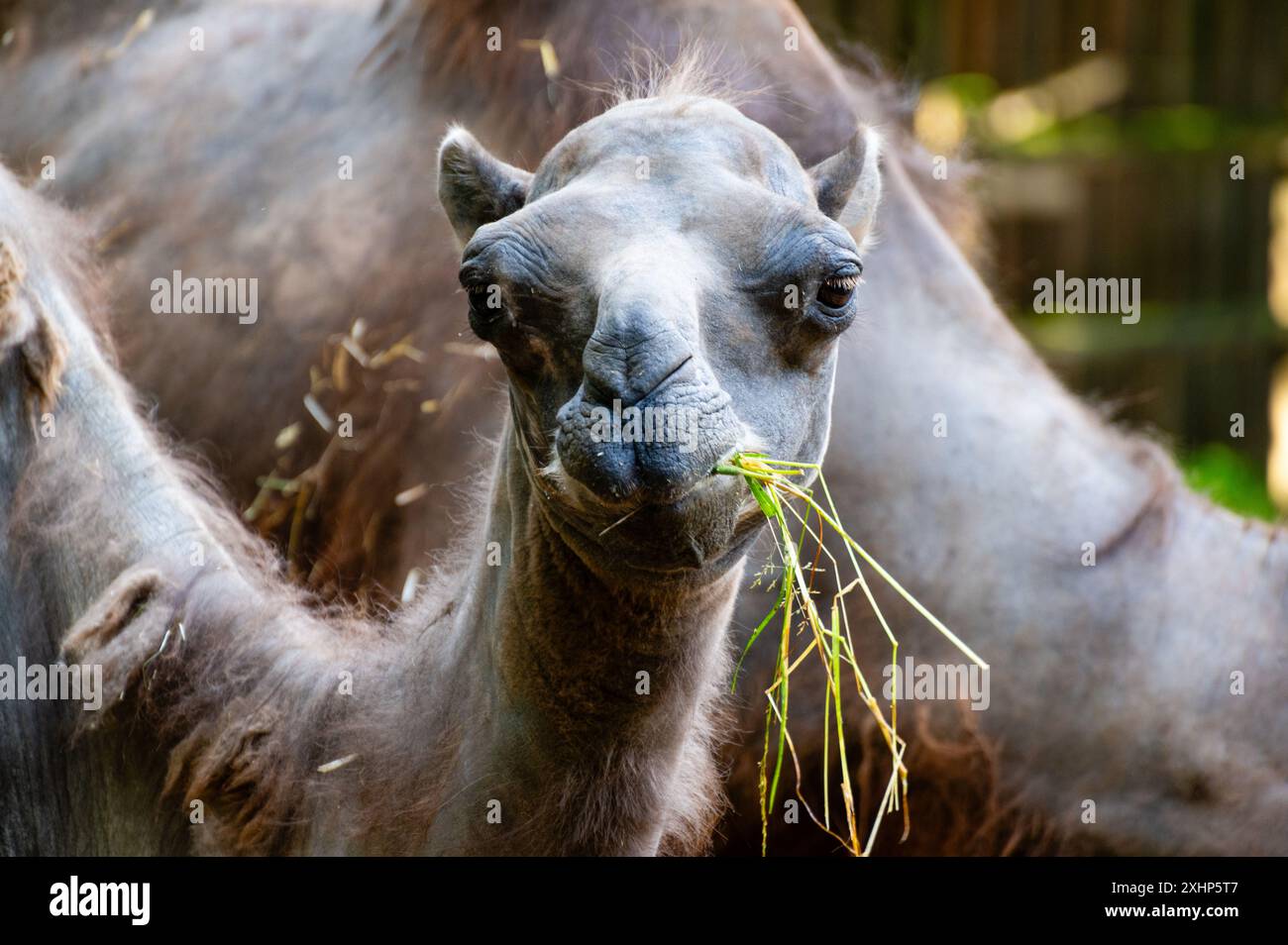Portrait of a Bactrian camel eating gras, Camelus bactrianus, looking at camera Stock Photo
