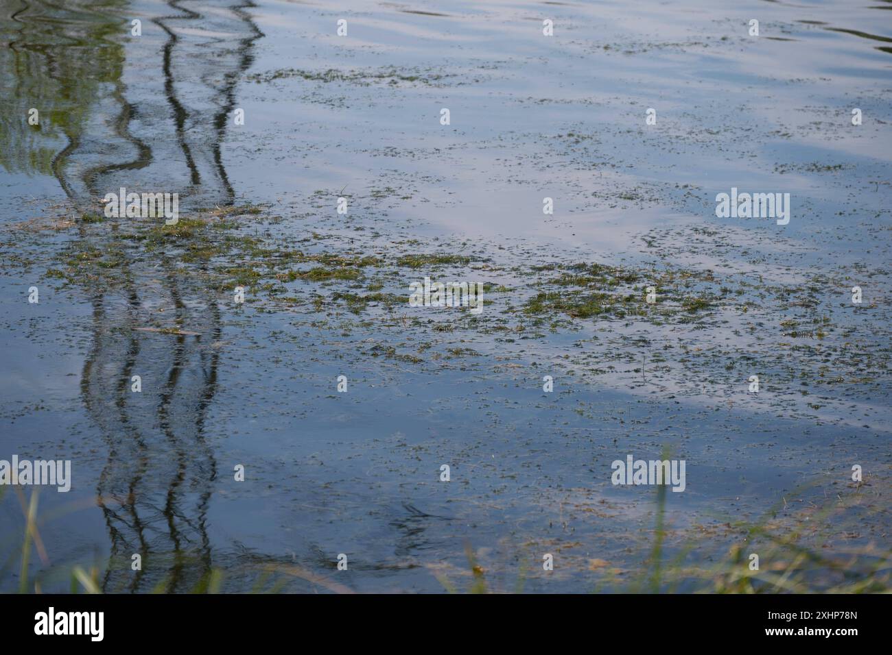 Wasserpest Elodea in einem kuenstlich angelegten See, Teich, nahe dem