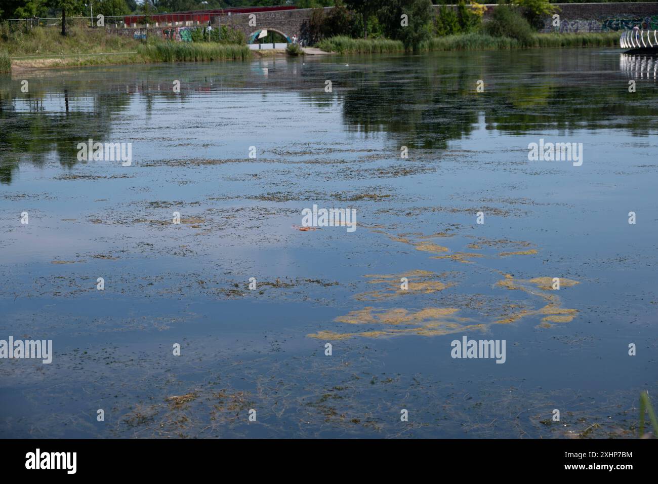Wasserpest Elodea in einem kuenstlich angelegten See, Teich, nahe dem