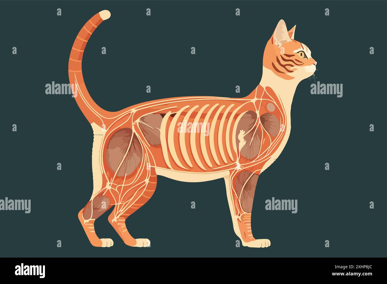 Cat Anatomy vector illustration Stock Vector