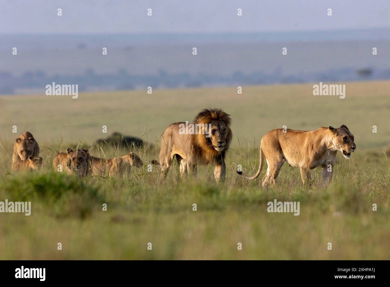 Kenya, Masai Mara National Reserve, National Park, Lion and Lioness ...