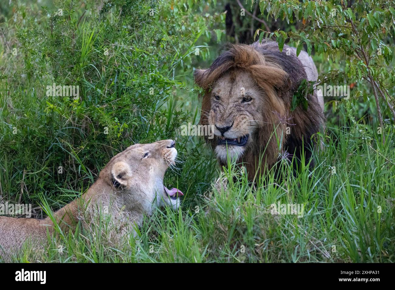 Kenya, Masai Mara National Reserve, National park, Lions mating in the ...