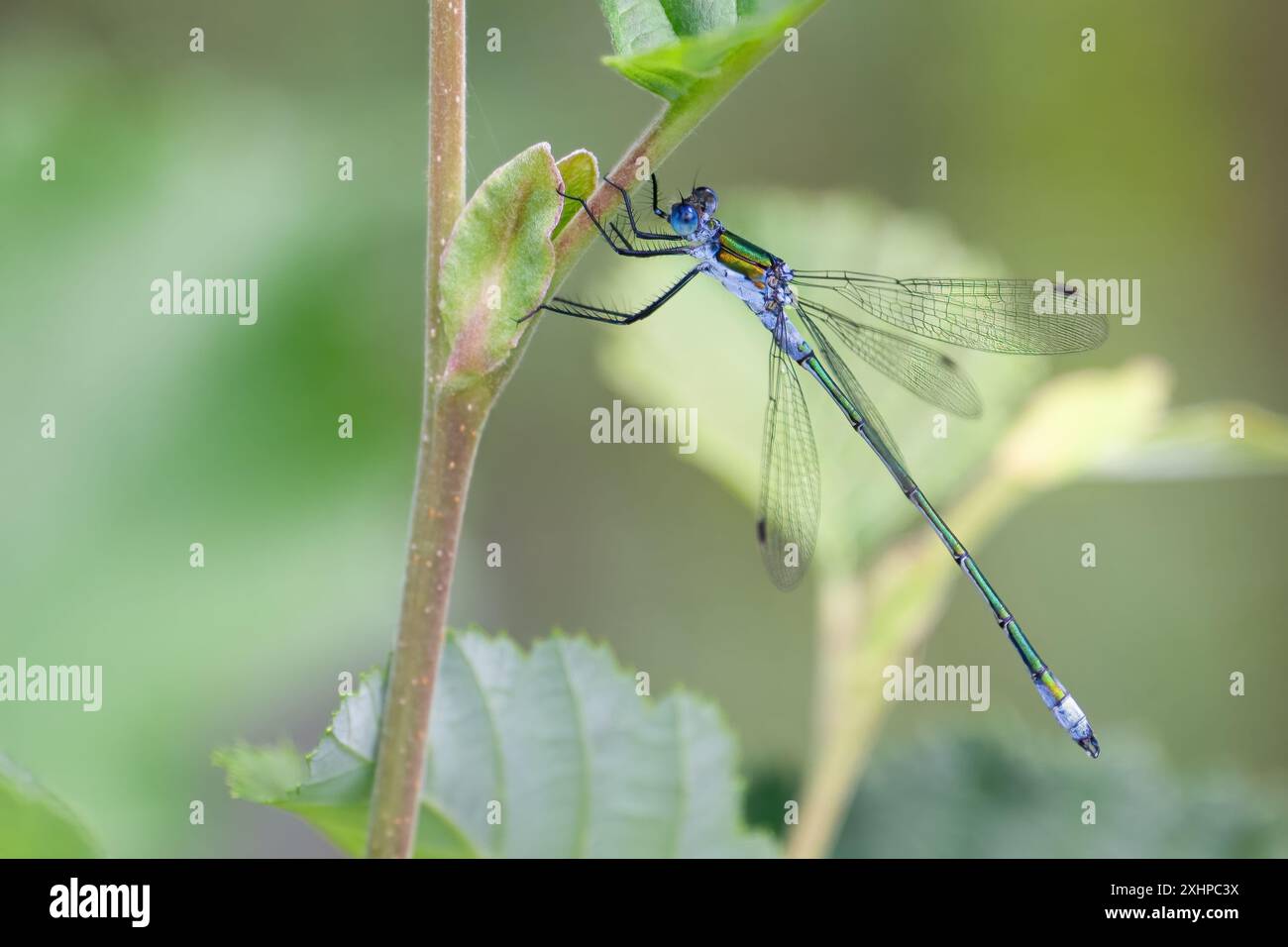 Emerald Damselfly, Lestes sponsa, adult male on the tree Stock Photo ...