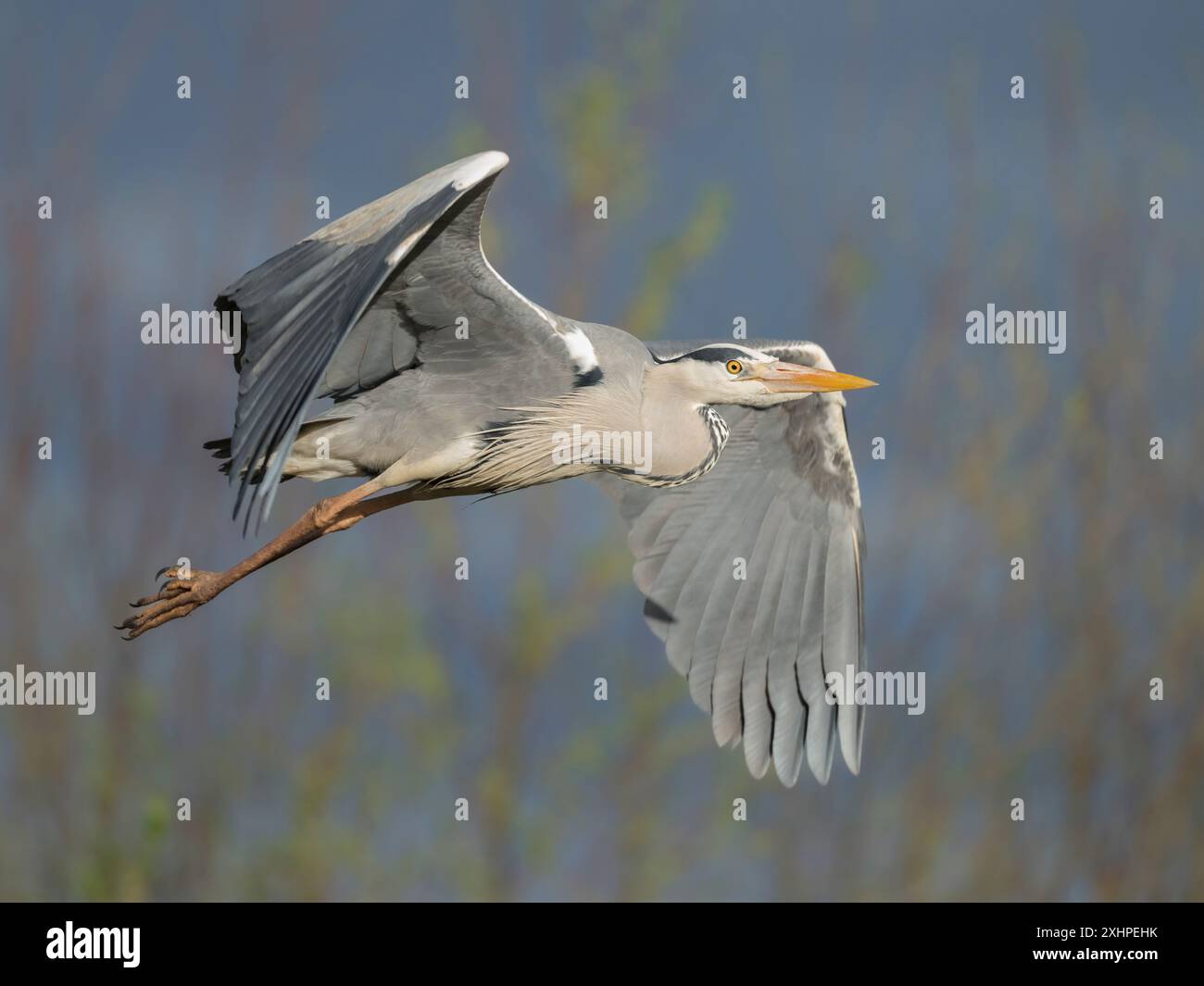 grey-heron-flying-preparing-for-landing-stock-photo-download-image
