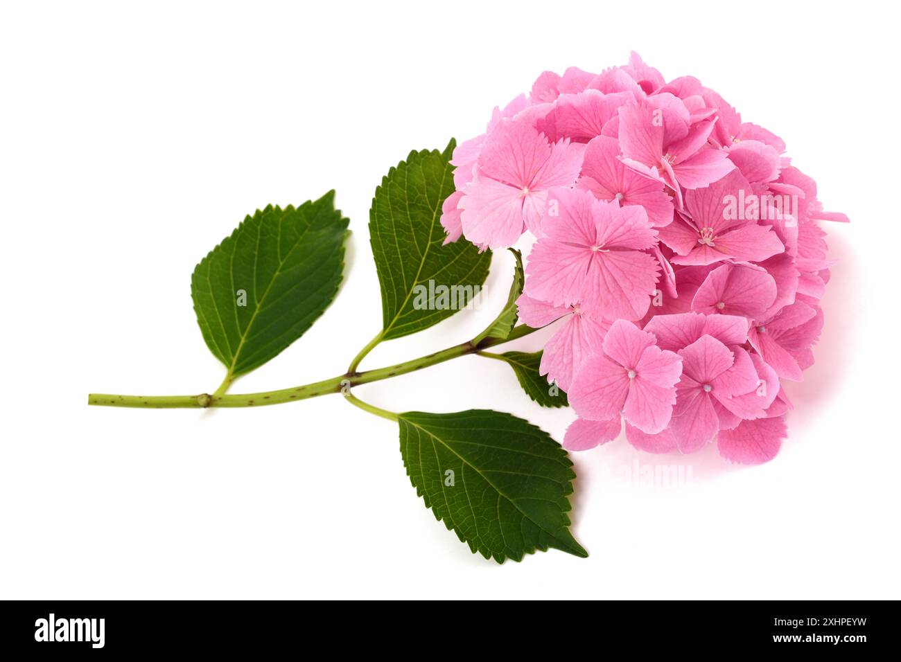 Pink Hydrangea  flowers  isolated on white background Stock Photo