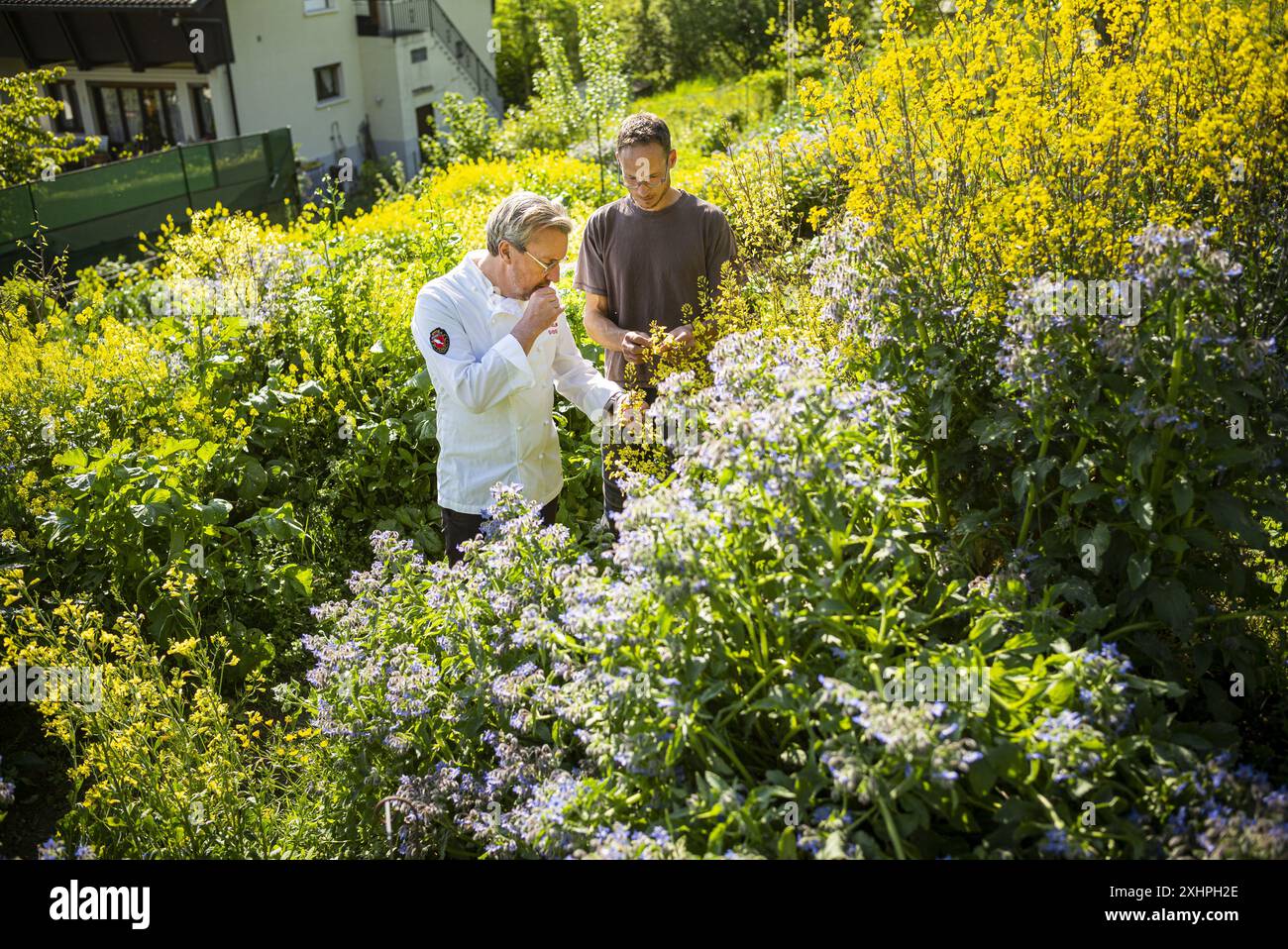 France, Haute Savoie, Annecy le Vieux, Le Clos des Sens gastronomic restaurant, chef Laurent Petit, with Lionel Perron, gardner Stock Photo
