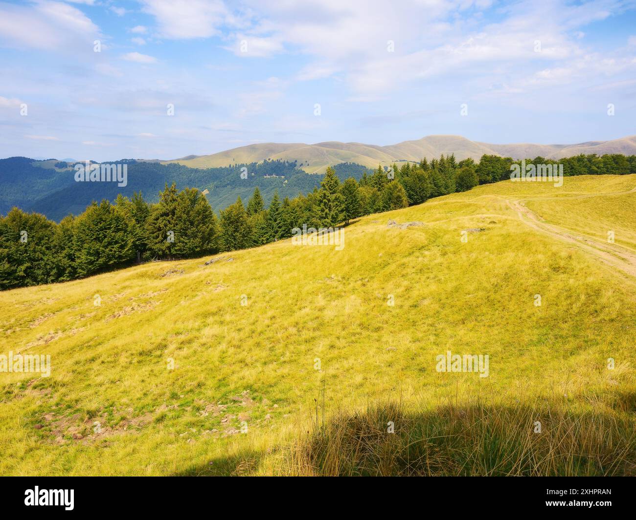 beech forest on the grassy hill in late summer. sunny afternoon. carpathian mountain landscape of ukraine on a sunny afternoon Stock Photo