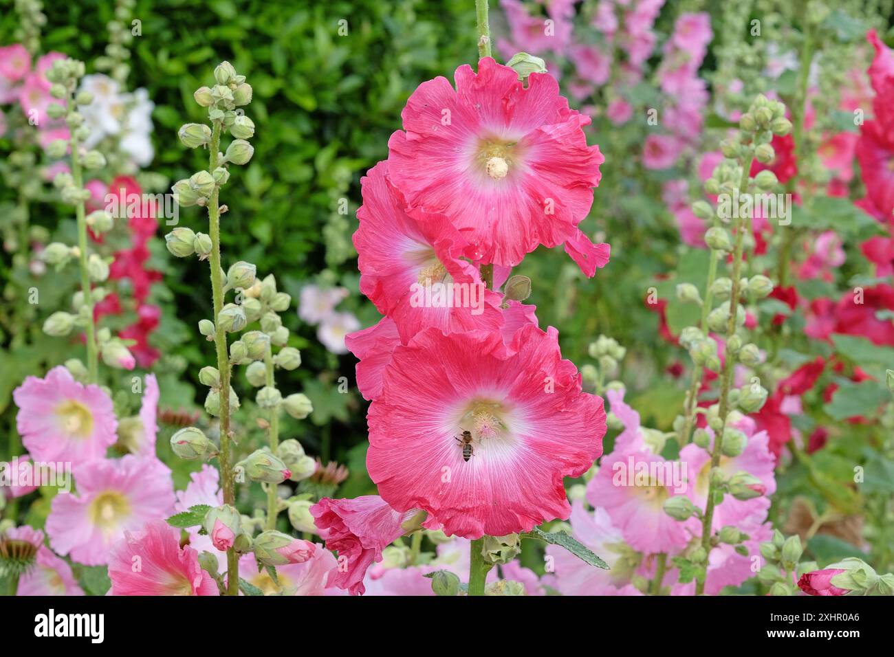 Deep pink hollyhock flower hi-res stock photography and images - Alamy