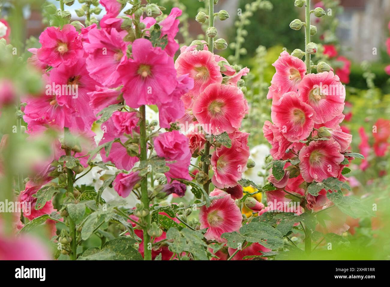 Deep pink hollyhock flower hi-res stock photography and images - Alamy