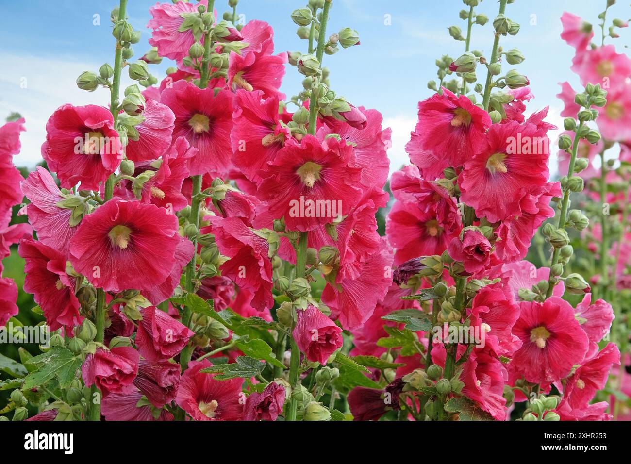Deep pink hollyhock flower hi-res stock photography and images - Alamy