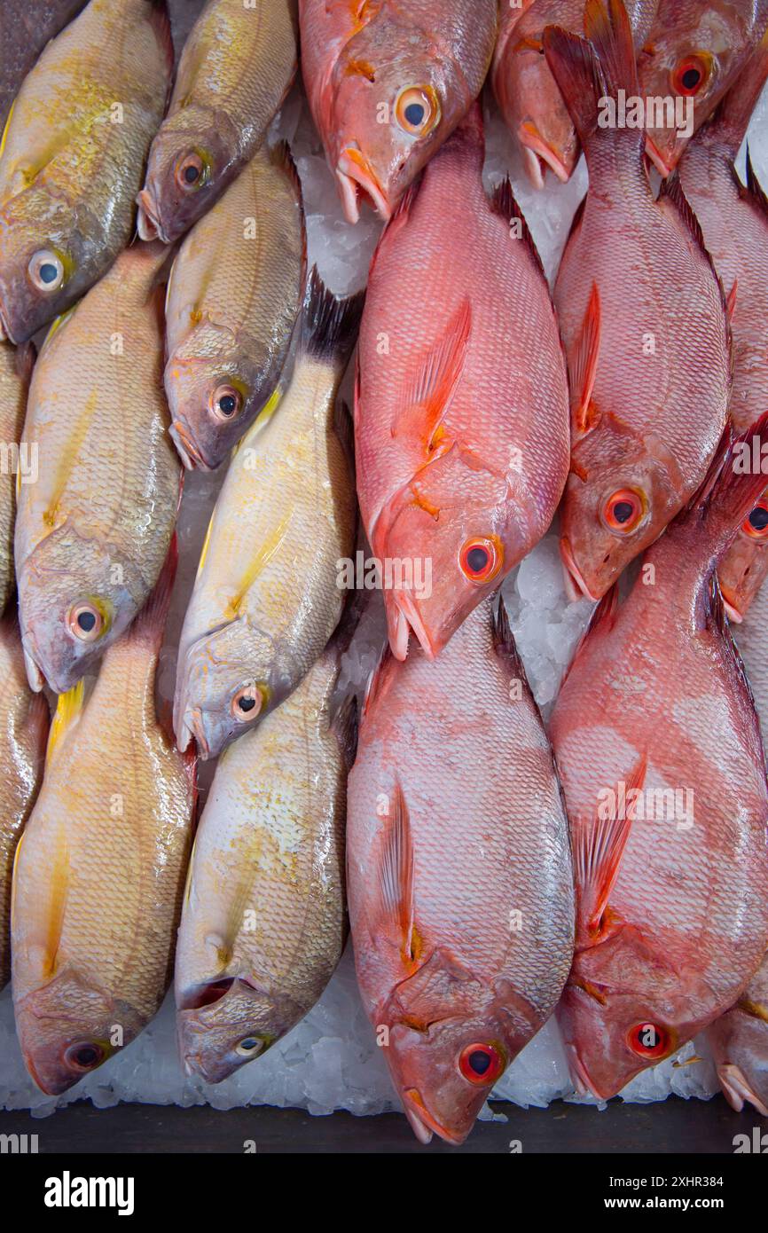 Polynesia Fish Types French Polynesia, Tahiti island, Papeete, tropical fish on a municipal ...