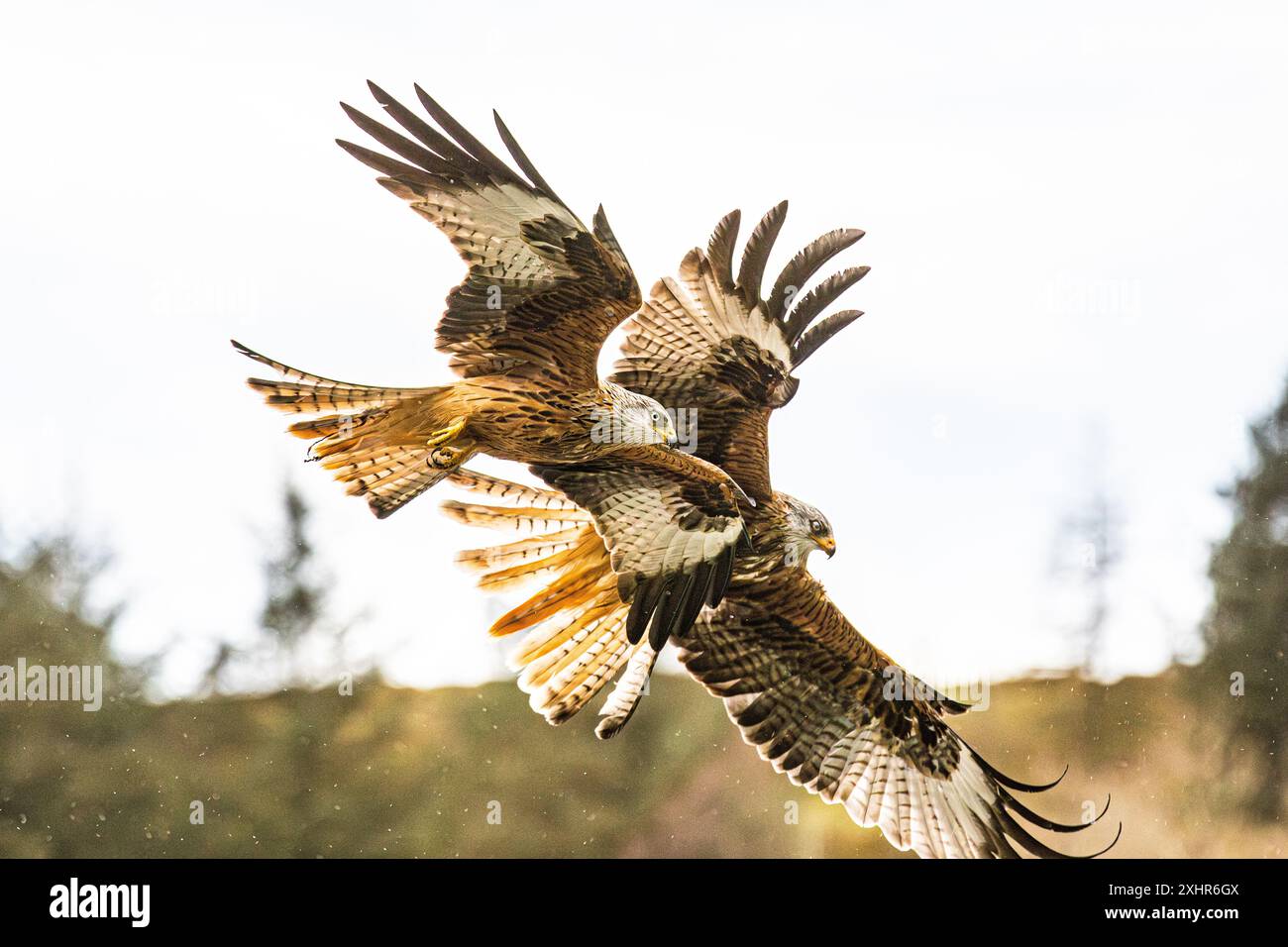 Two 2 red kites side by side hunting in the rain extreme close up / close-up Stock Photo