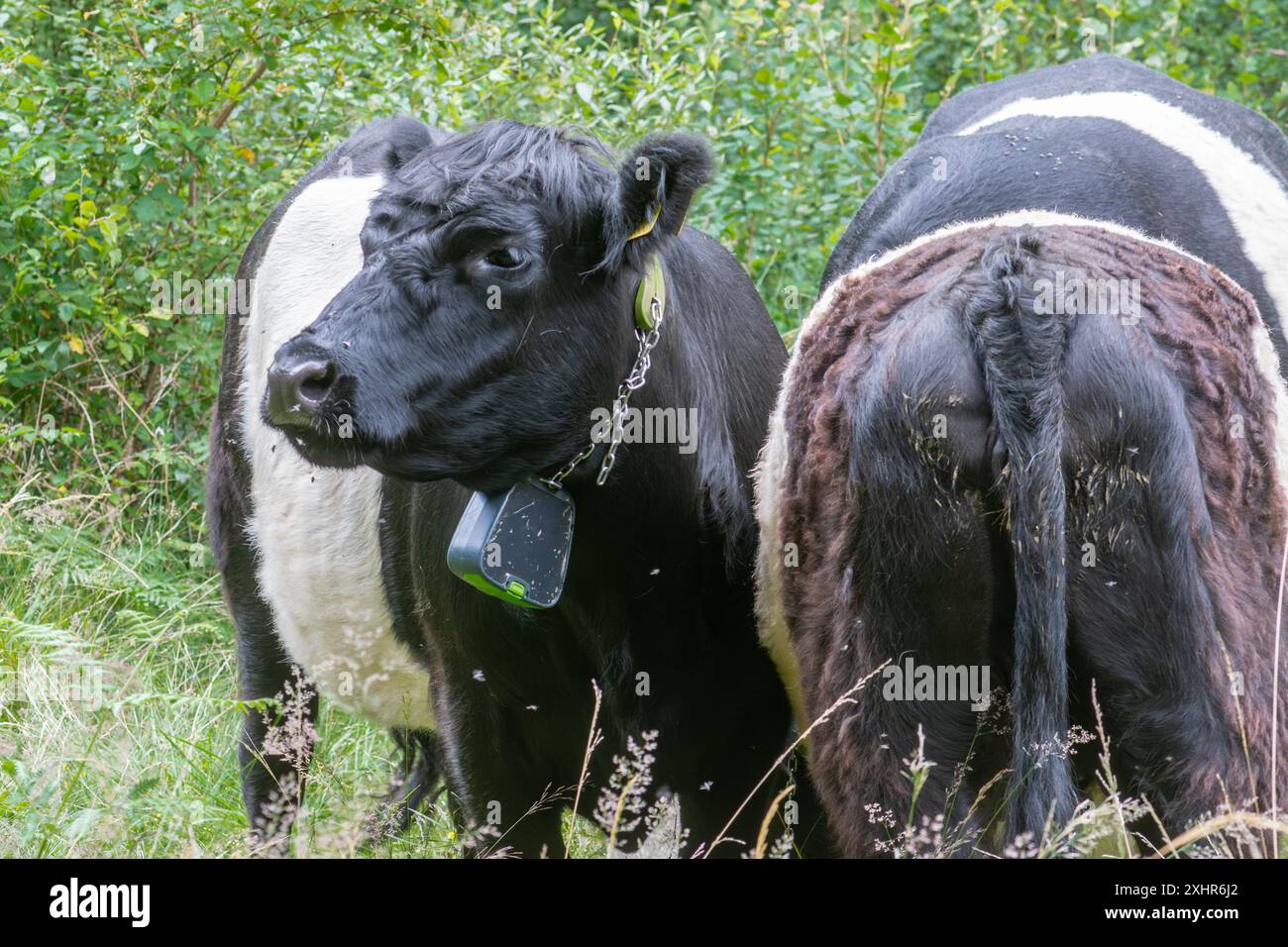 Smart cow hires stock photography and images Alamy