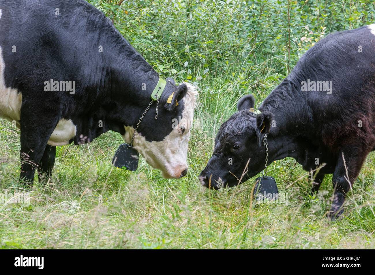Cattle cows wearing smart GPS tracking collars, livestock tracker
