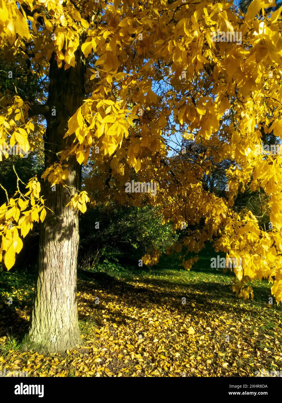 Spacious Trees Maple tree in spacious hi-res stock photography and images - Alamy