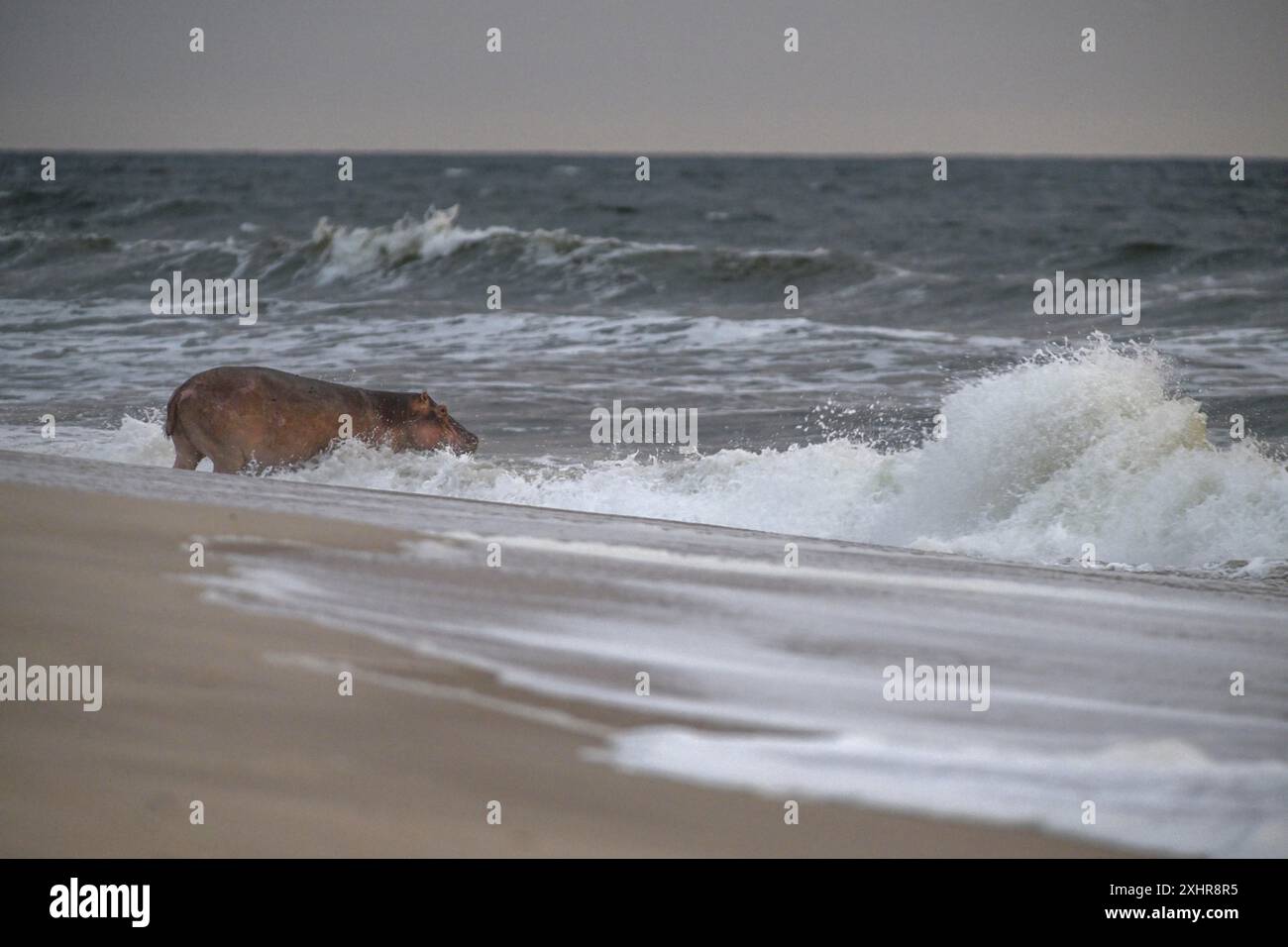 Hippopotamus (Hippopotamus amphibius) disappearing into the Atlantic ...