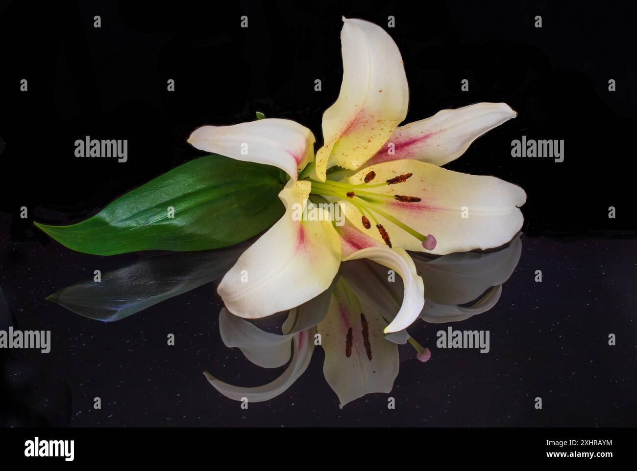 A beautiful single white lily with pink and yellow petals on a black background with a wonderful reflection Stock Photo