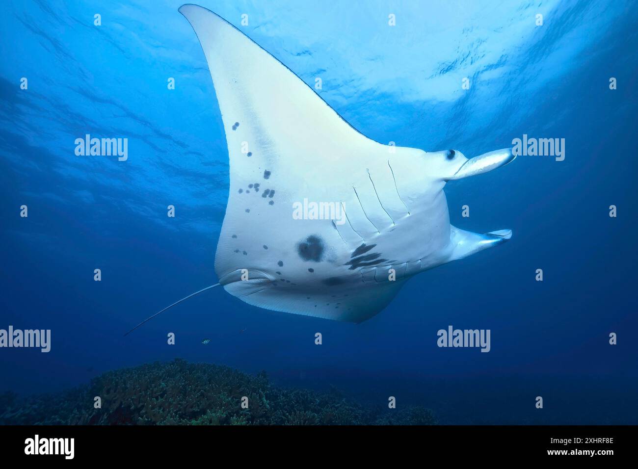 Giant Ray Giant ray (Manta) Plankton-eater swims in ocean coastal waters close to ...