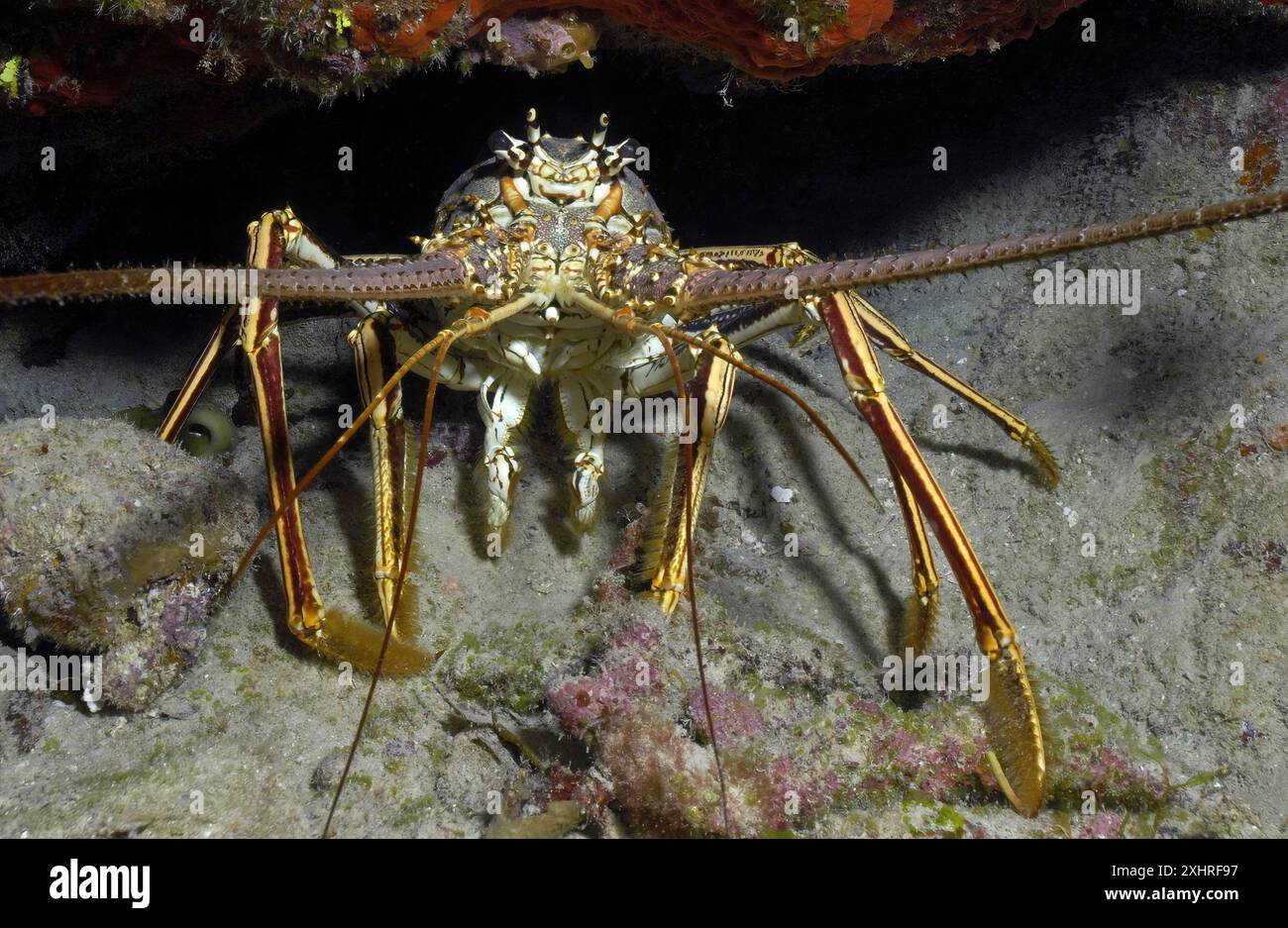 Close-up of caribbean spiny crayfish (Panulirus argus) sitting in front of cave dwelling hiding place in coral reef looking directly at observer Stock Photo