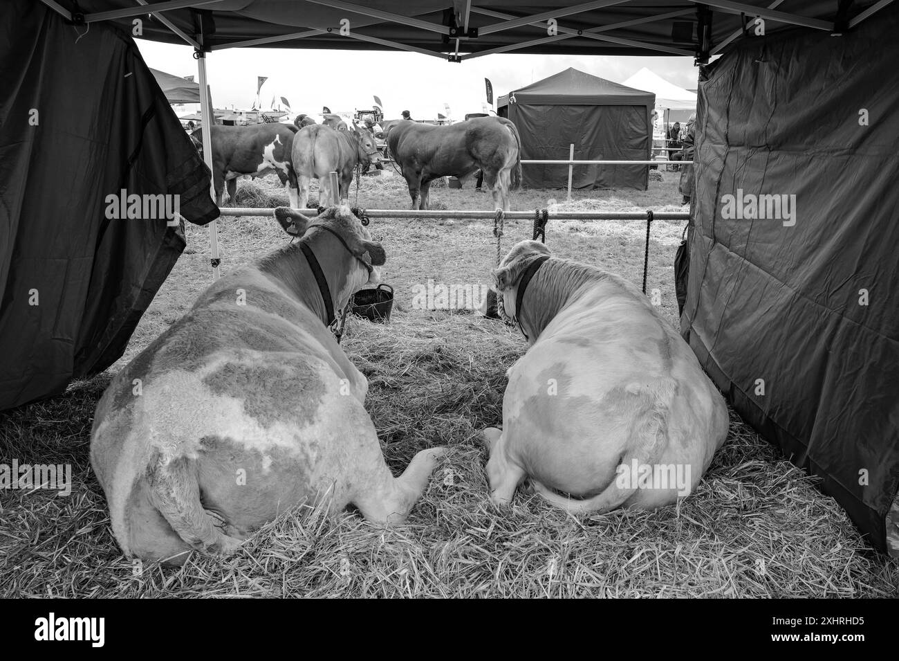 Stithians cornwall show Black and White Stock Photos & Images - Alamy