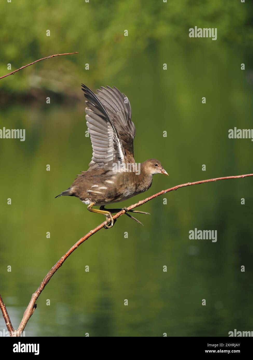 Juvenile moorhen enjoy climbing perches where they often take flight powering their wings. Stock Photo