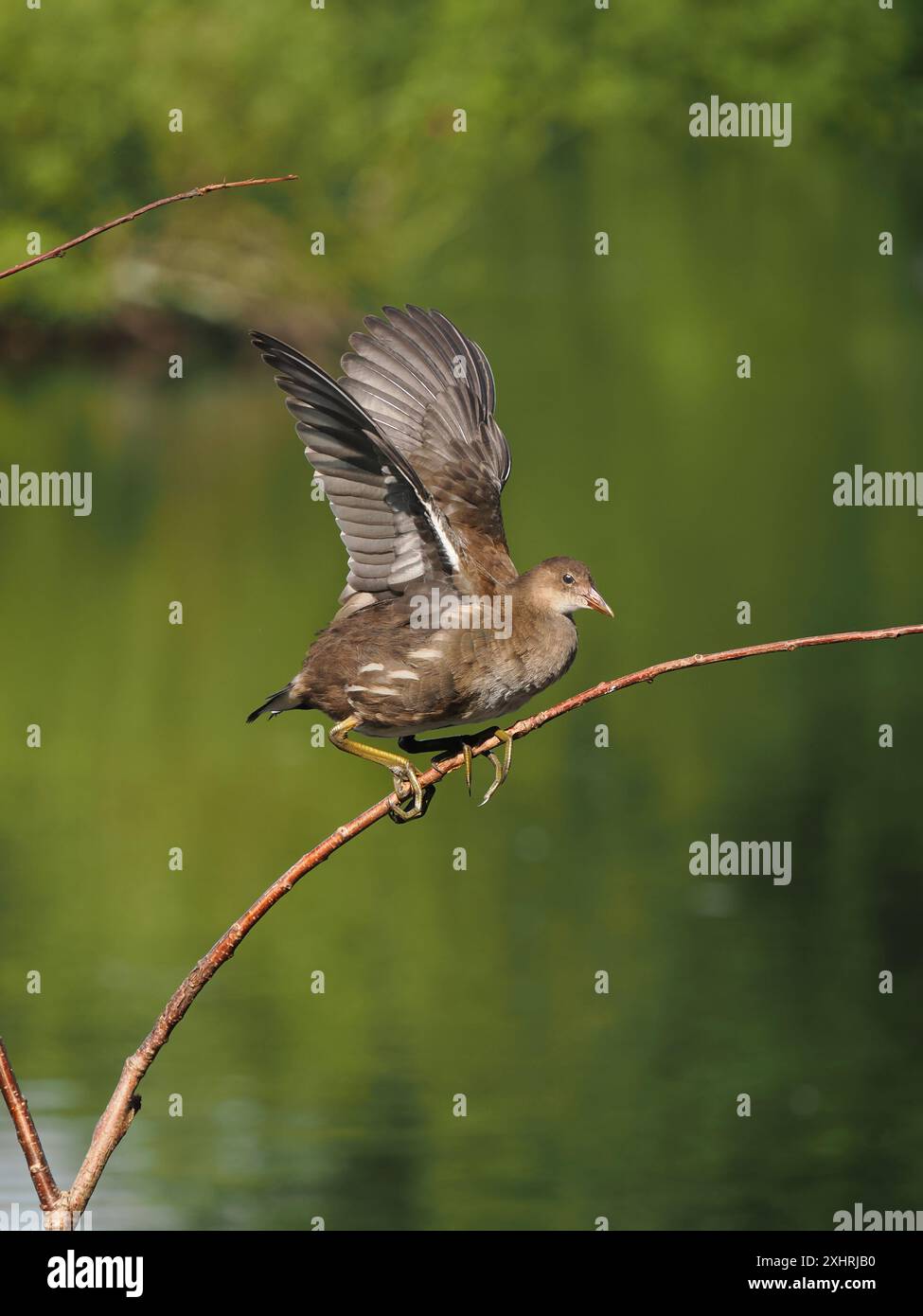 Juvenile moorhen enjoy climbing perches where they often take flight powering their wings. Stock Photo