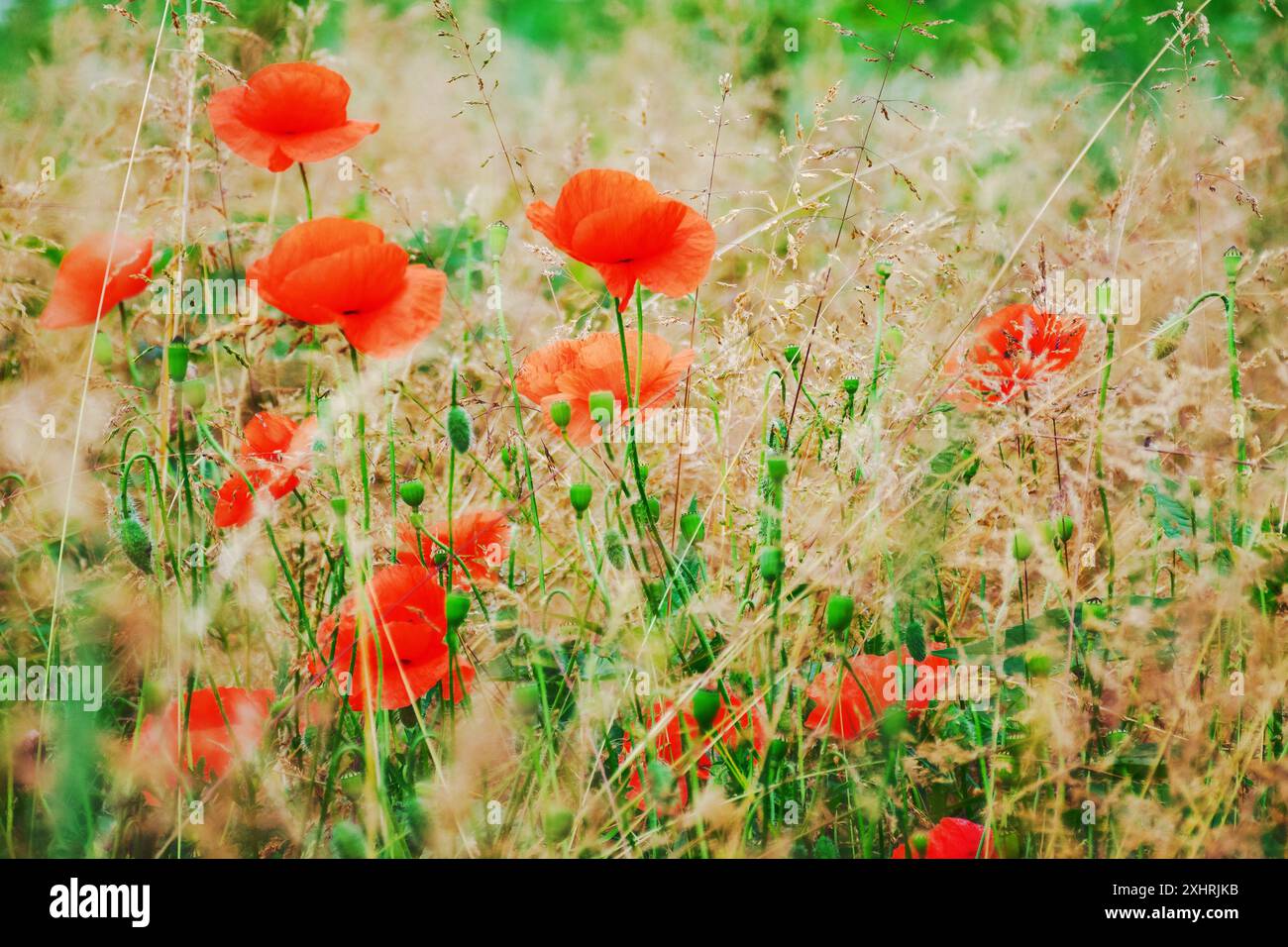 poppy flowers in tall grass. floral nature background in summer. closeup view Stock Photo