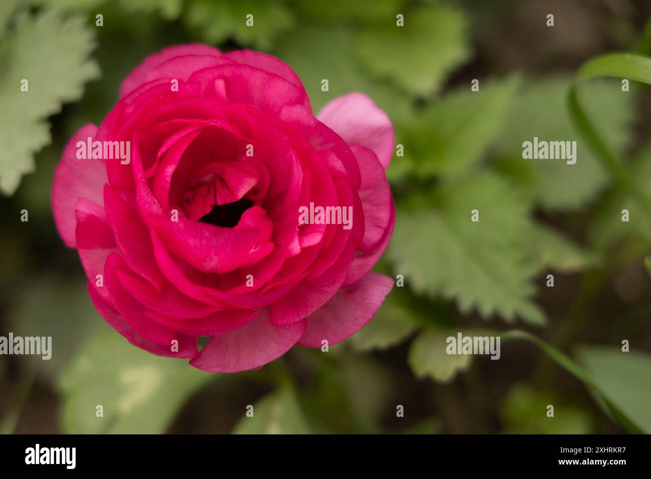 Pink Ranunculus Field Persian buttercup flower field ranunculus hi-res stock photography and ...