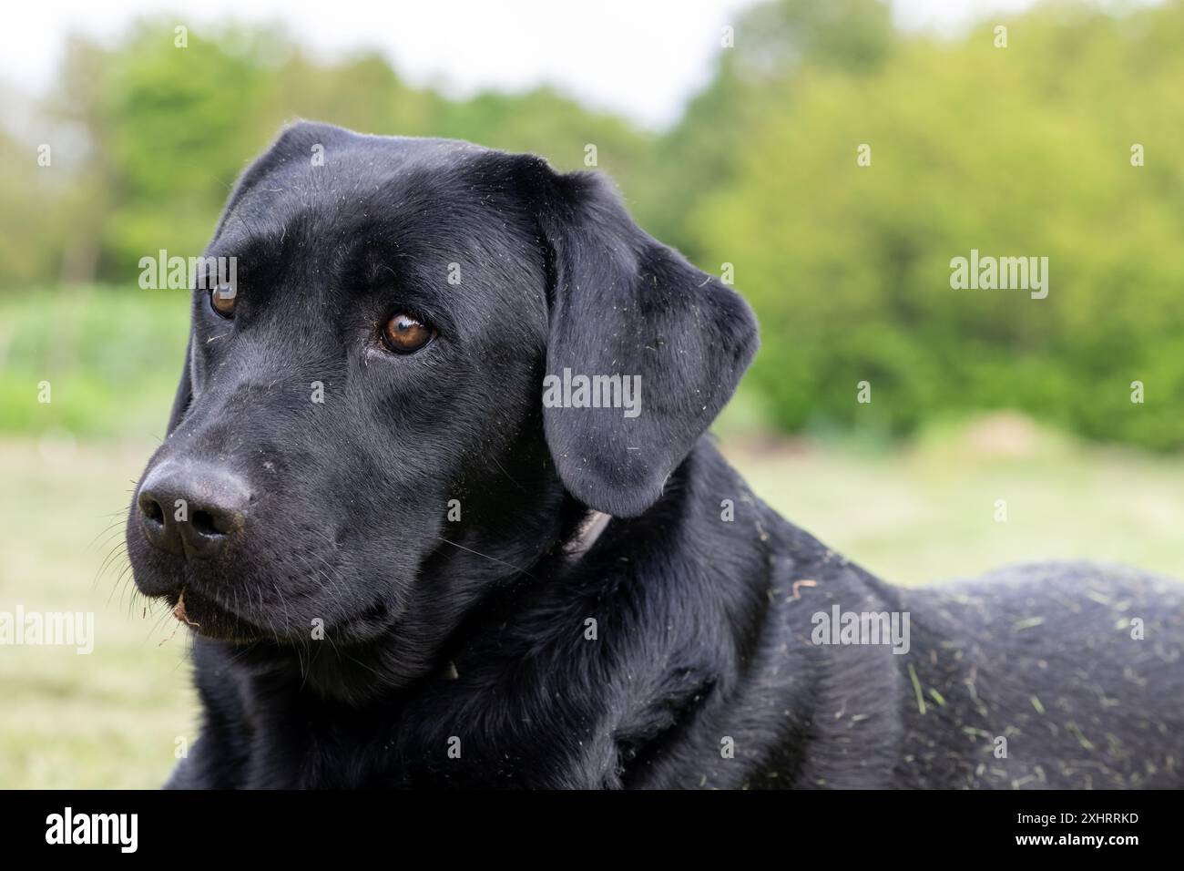 Portrait of a cute black Labrador laying down on the grass Stock Photo