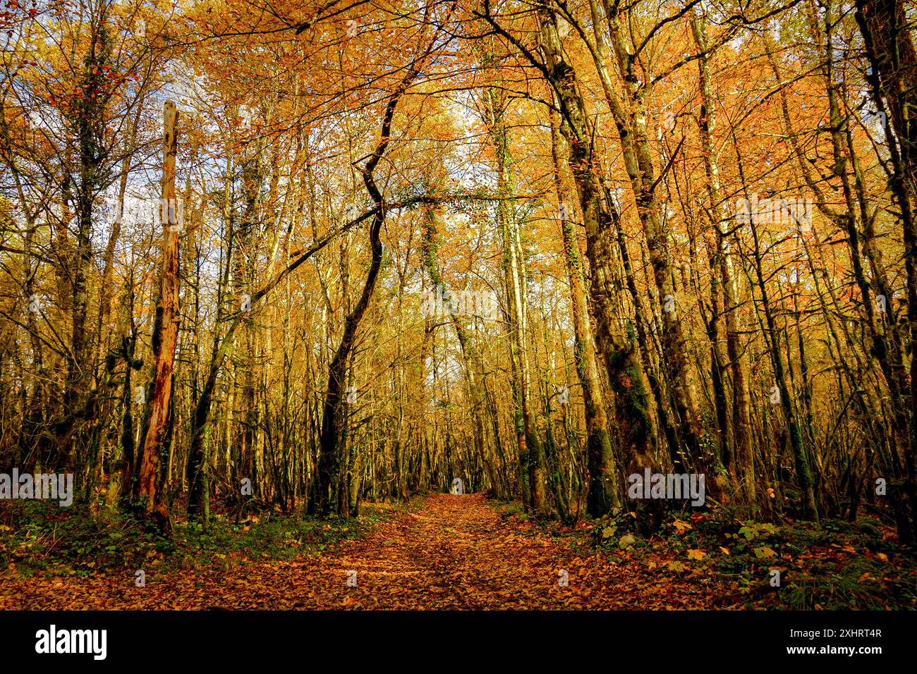Autumnal forest with tall trees and a pathway Stock Photo - Alamy