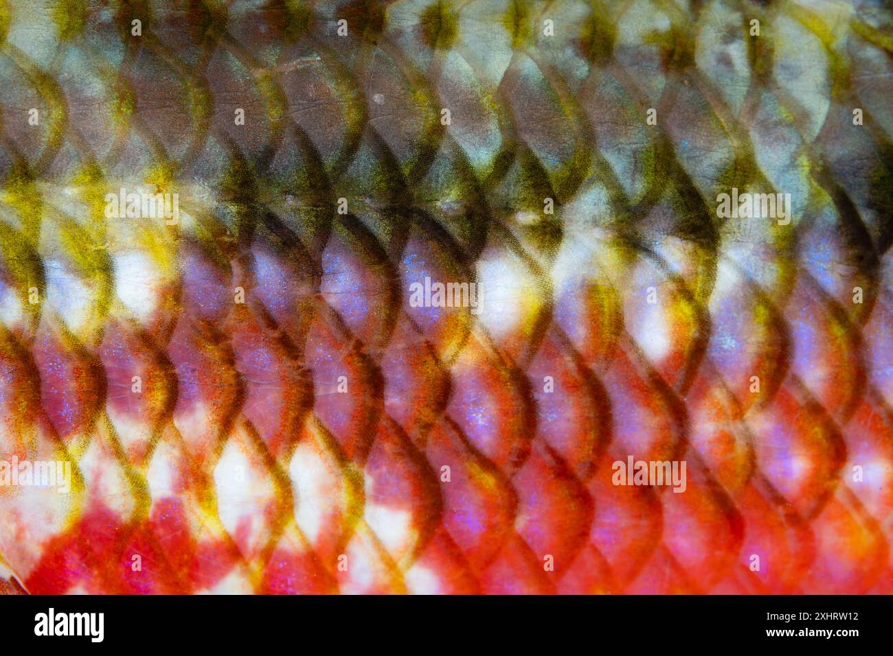 Detail of the colors and textures of the scales on a goatfish as it ...