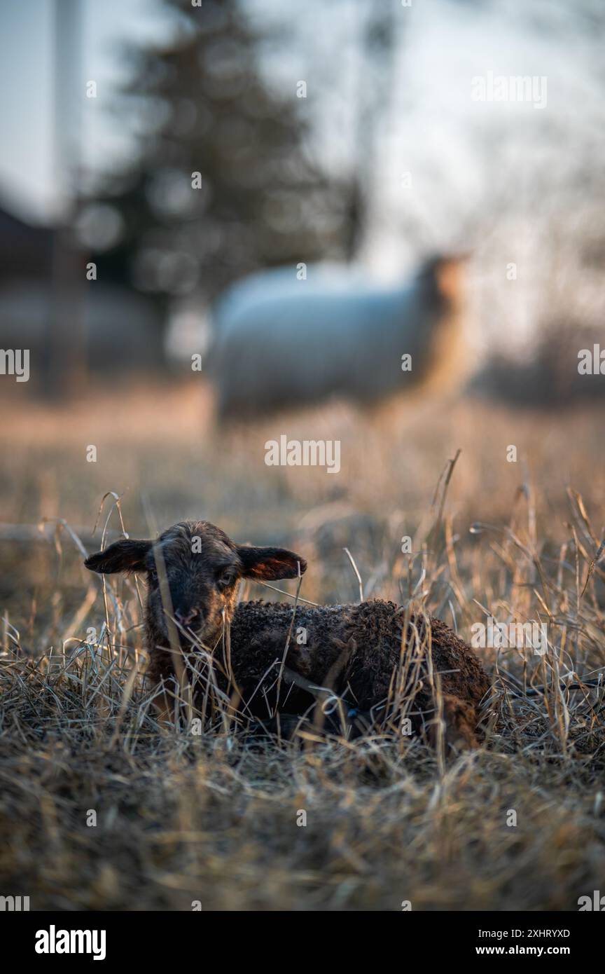 Sheep newborn lamb graze mother hi-res stock photography and images - Alamy