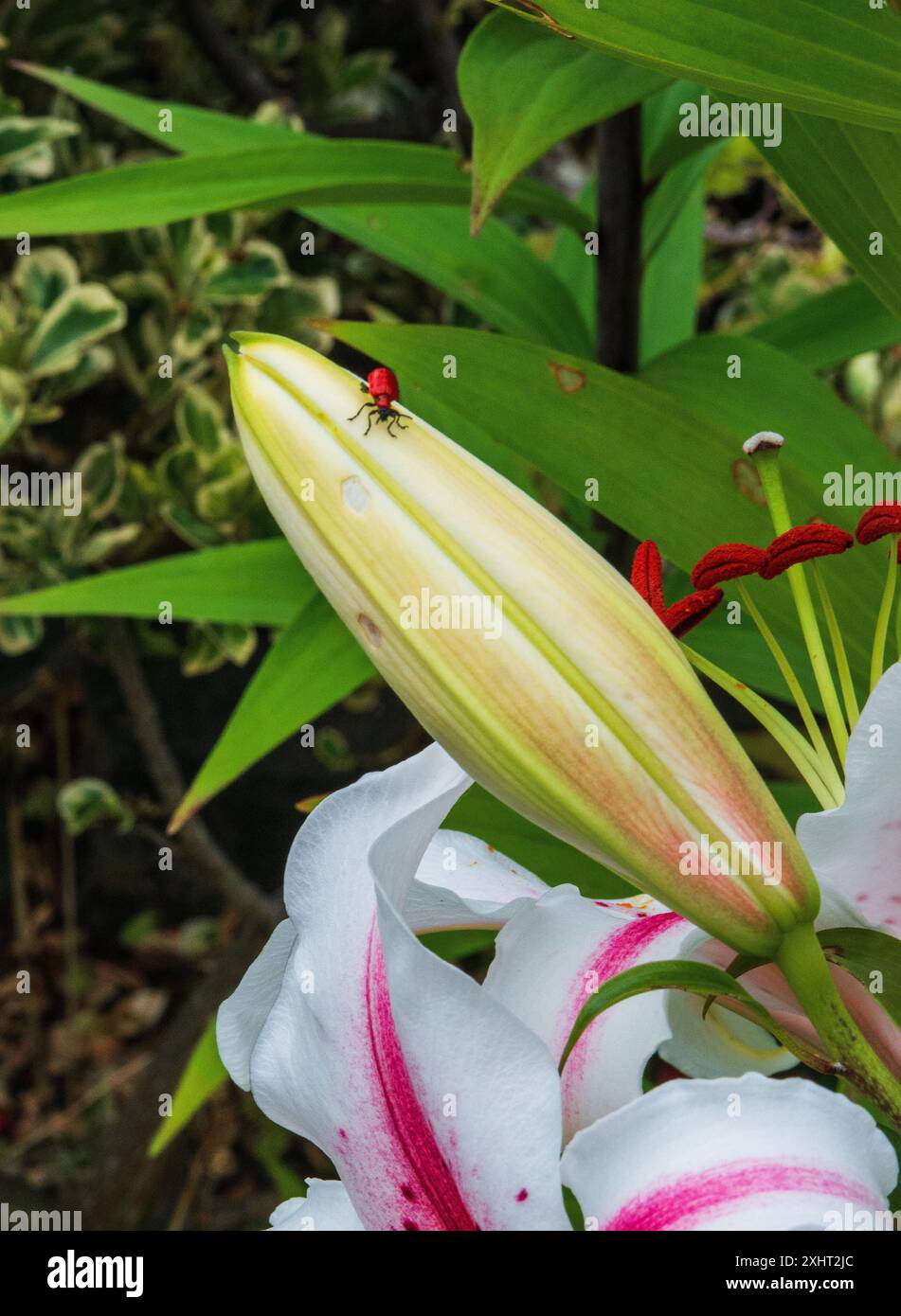 Lily pests hi-res stock photography and images - Alamy