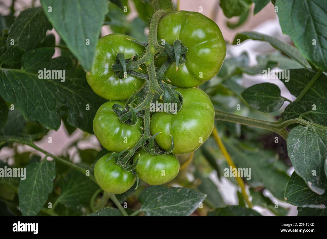 Tomato plants grown in a large scale weather controlled glasshouse Stock Photo