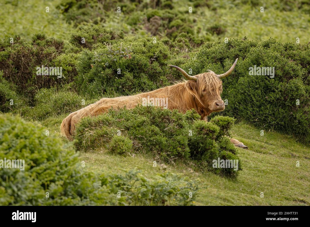 Untamed heritage hi res stock photography and images Alamy