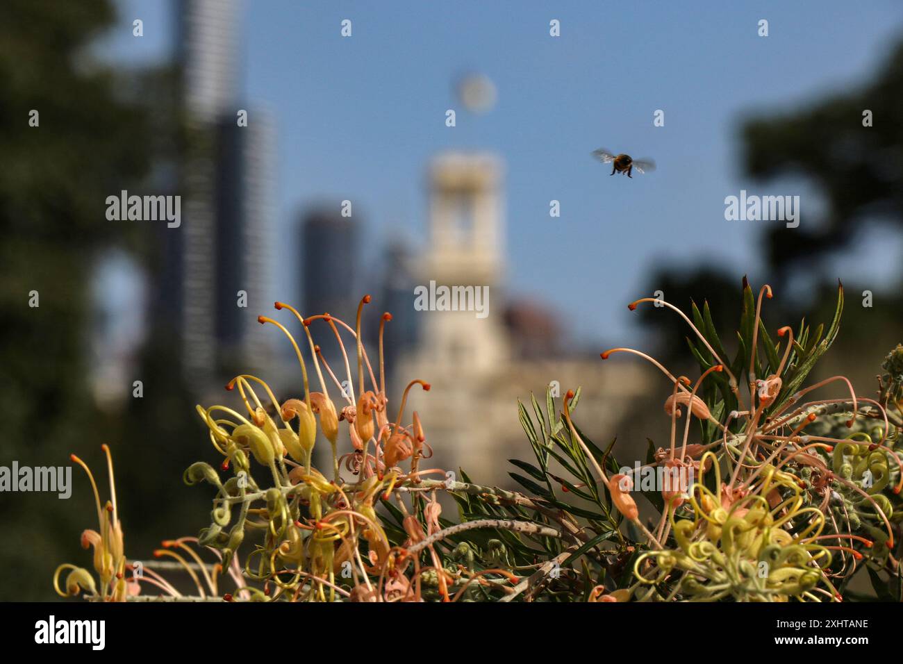 Royal Botanic Gardens Victoria in Melbourne, Australia. Grevillea with Melbourne skyline in background. Stock Photo