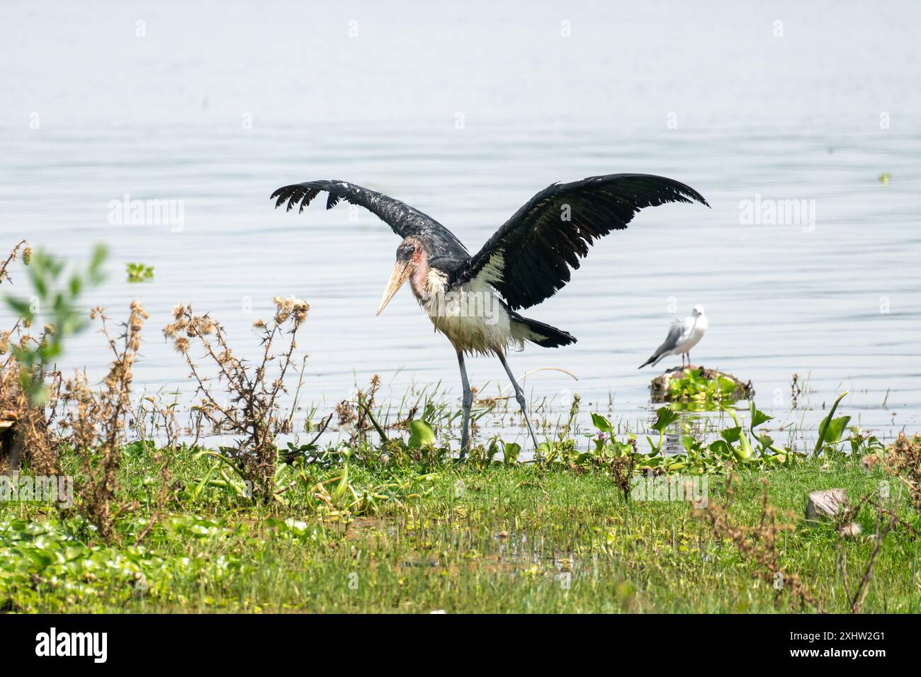 Marabou Stork, a bird species of Ciconiidae, perched at Lake Naivasha Kenya Africa Stock Photo