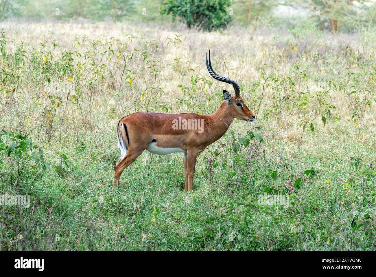 Impala herd in the green grass of the Kruger Park, South Africa Stock Photo