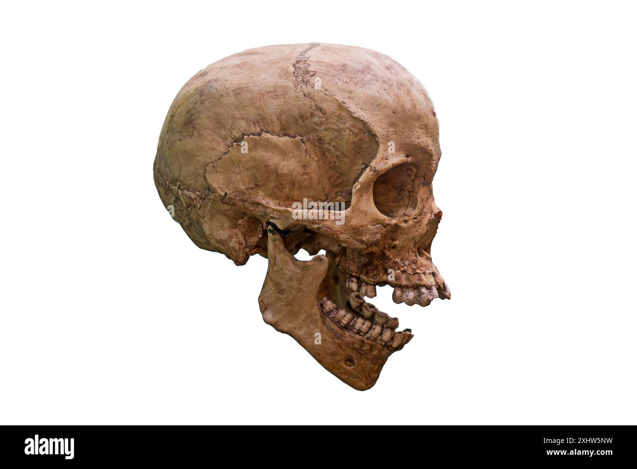 Human skull on isolated white background, side view Stock Photo