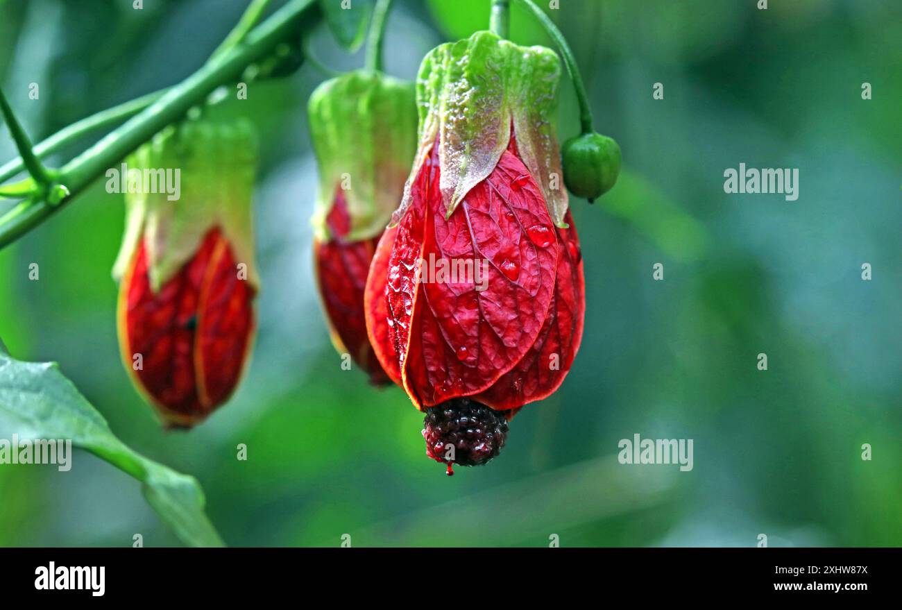 Close-up: hanging red Callianthe picta (Redvein Abutilon) blossom, focussing on glossy veined petals & anthers.  June, Temperate House, Kew Gardens UK Stock Photo